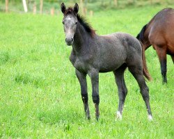 Springpferd Cinderella (Westfale,  , von Cristallo I)