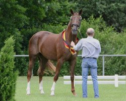 Dressurpferd Bernada van Alfen (Westfale, 2009, von Benetton Dream FRH 1301)