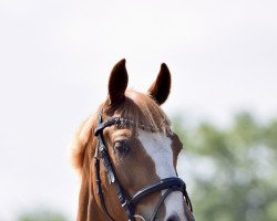 jumper Mr. Diabolo (German Riding Pony, 2016, from FS Maracaibo)