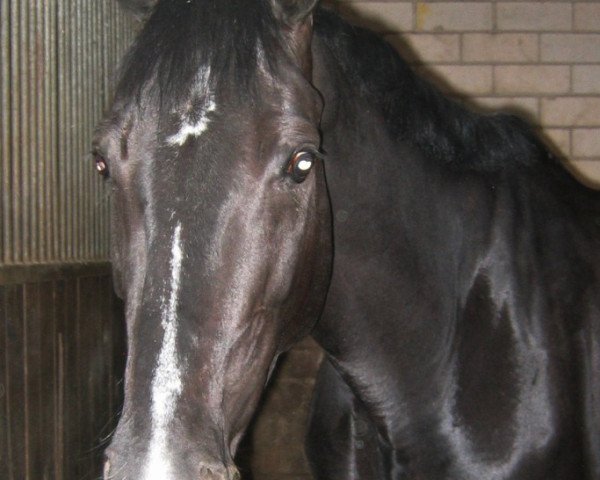 dressage horse Roxanna 26 (unknown, 2002)