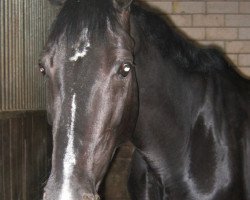 Dressurpferd Roxanna 26 (unbekannt, 2002)
