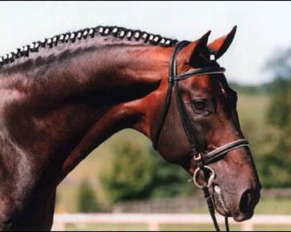 horse Glendale (Royal Warmblood Studbook of the Netherlands (KWPN), 1988, from Nimmerdor)