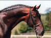 Deckhengst Glendale (Koninklijk Warmbloed Paardenstamboek Nederland (KWPN), 1988, von Nimmerdor)