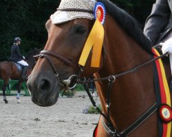 broodmare Abendstern 97 (German Warmblood, 1998, from Abakarde)