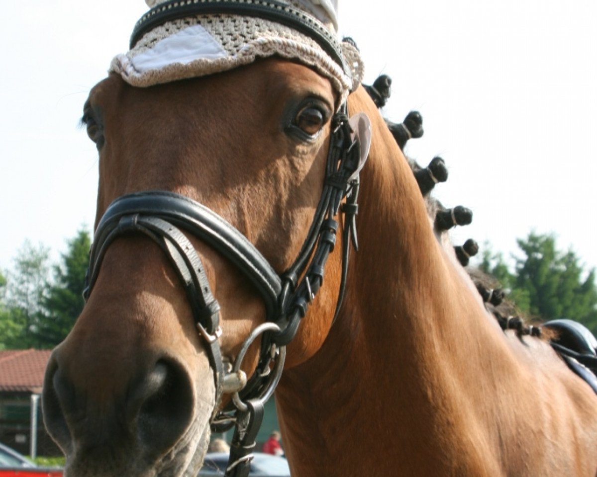Pferd New York 12 (Deutsches Reitpferd, 1995, von Nobody)