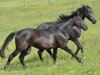 broodmare Hadiya (Hanoverian, 2010, from Hochstern)