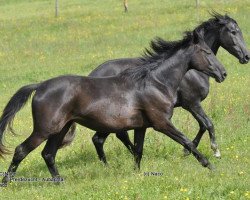 broodmare Hadiya (Hanoverian, 2010, from Hochstern)