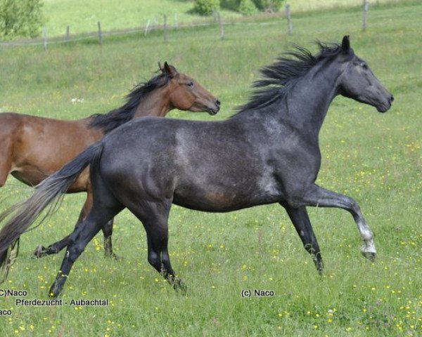 dressage horse Rockfor Lady vom Aubachtal (Westphalian, 2009, from Rock Forever NRW)