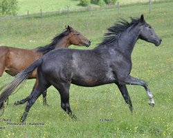 Dressurpferd Rockfor Lady vom Aubachtal (Westfale, 2009, von Rock Forever NRW)