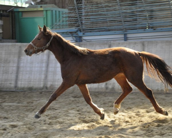 dressage horse La Roche vom Aubachtal (Westphalian, 2010, from Lord Loxley I)