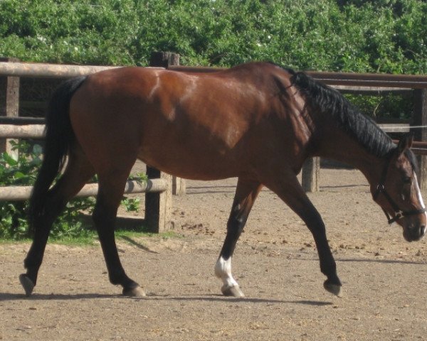 horse Amicella (Hanoverian, 1996, from Andiamo)