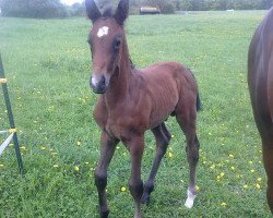 Springpferd Contreux (Deutsches Sportpferd, 2012, von Conturio)