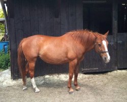 broodmare Sambesy (German Warmblood, 1994, from Sambuco B)