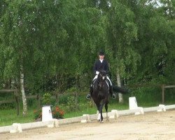 dressage horse Faible (Westphalian, 2001, from Fürst Piccolo)