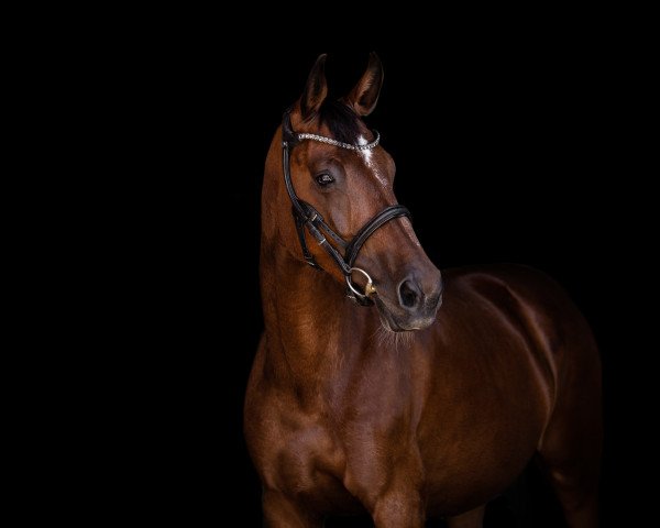 dressage horse Faizah Bordeaux (Oldenburg, 2011, from Bordeaux 28)