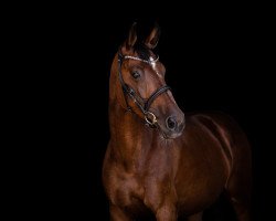 dressage horse Faizah Bordeaux (Oldenburg, 2011, from Bordeaux 28)