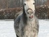 jumper Wiesenhof's Gildas (Welsh-Pony (Section B), 2002, from Moorkieker Goliath)