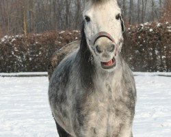 jumper Wiesenhof's Gildas (Welsh-Pony (Section B), 2002, from Moorkieker Goliath)