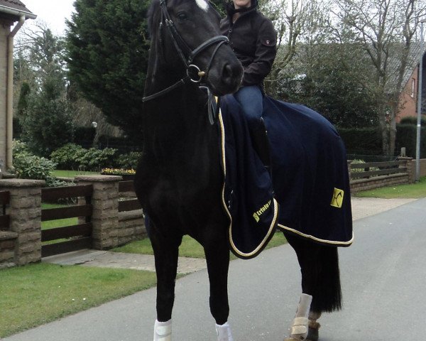 dressage horse Davy Jones H (Hanoverian, 2006, from Don Crusador)