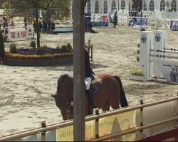 jumper Catino 4 (Oldenburg show jumper, 2005, from Cartoon)