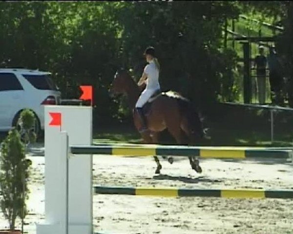 jumper L'Odonkor (Holsteiner, 2002, from Lancer II)