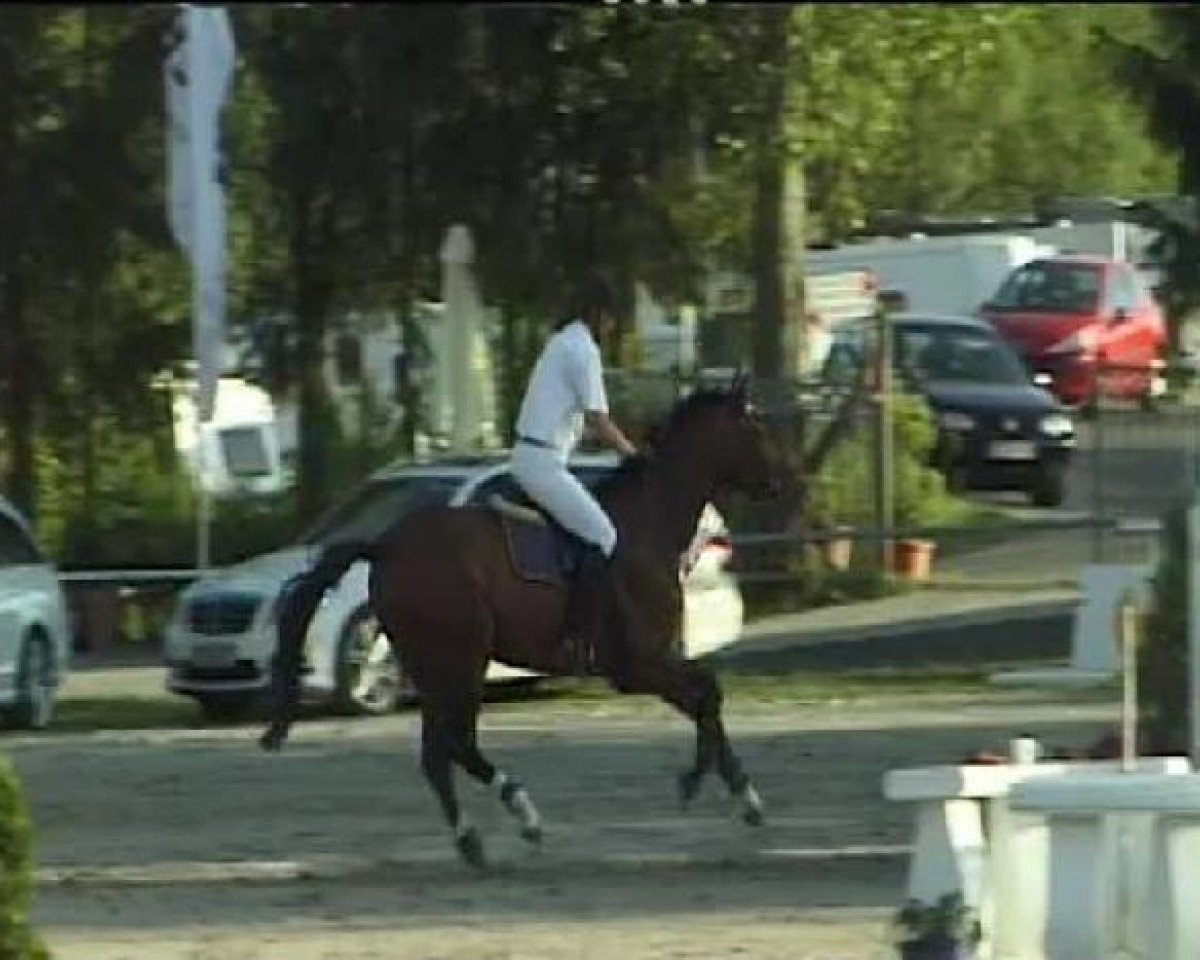 jumper Quizar (Westphalian, 2006, from Quidam's Rubin)