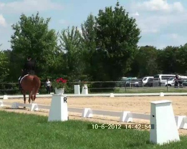 dressage horse Quartier Latin 2 (unknown, 1999)