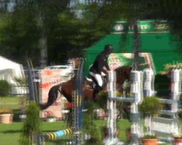 jumper Barno (KWPN (Royal Dutch Sporthorse), 2006)