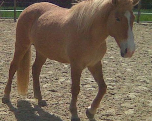 broodmare Perla vom Erlengrund (Iceland Horse, 2002, from Galsi vom Erlengrund)