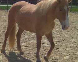 broodmare Perla vom Erlengrund (Iceland Horse, 2002, from Galsi vom Erlengrund)