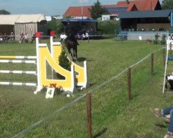 Dressurpferd Rósenstolz (Deutsches Reitpony, 2005, von Renoir)