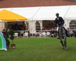 horse Antonia Grey (Latvian Warmblood, 2007, from Antonio)