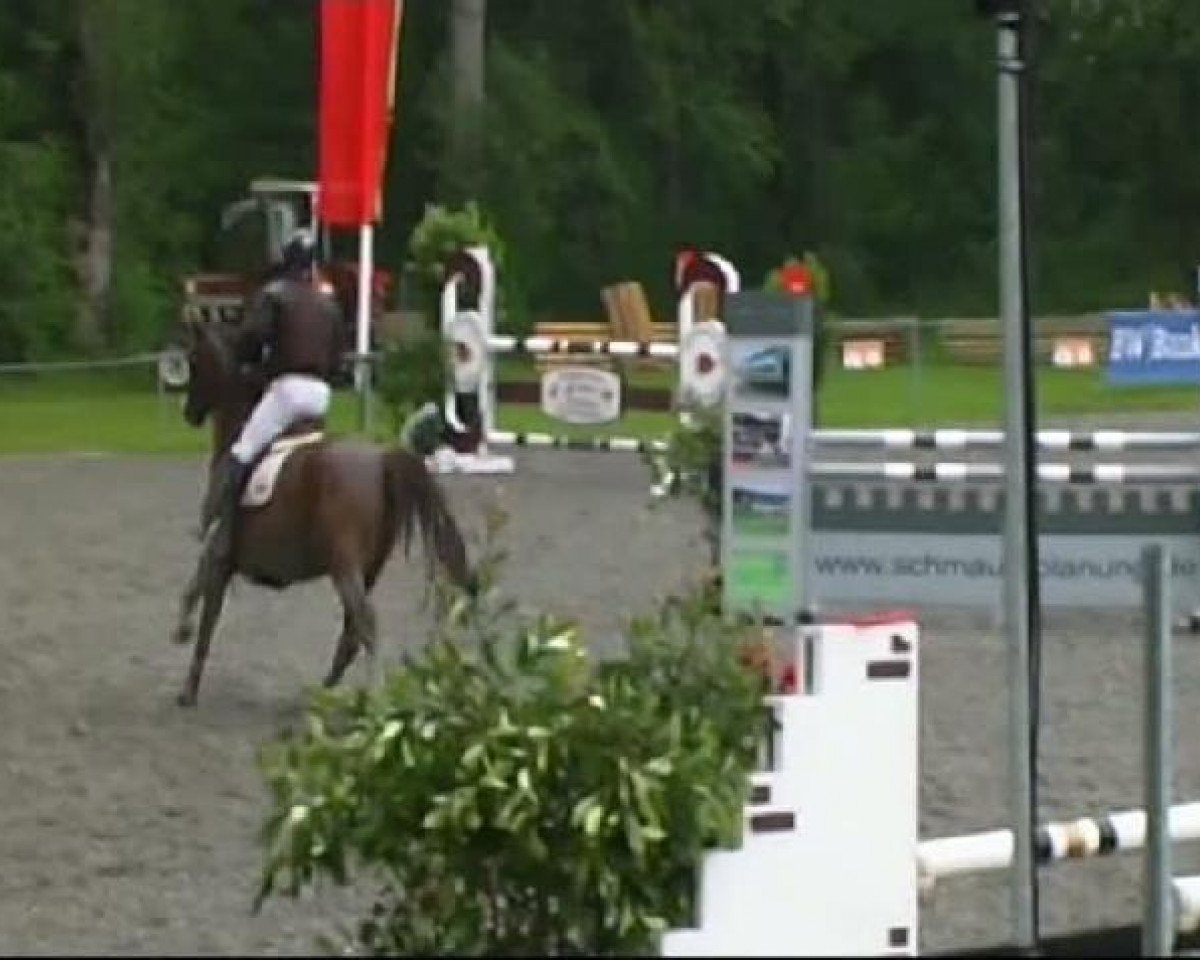 Springpferd Qualify S (Rheinländer, 2003, von Quattro B)