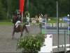 Springpferd Qualify S (Rheinländer, 2003, von Quattro B)