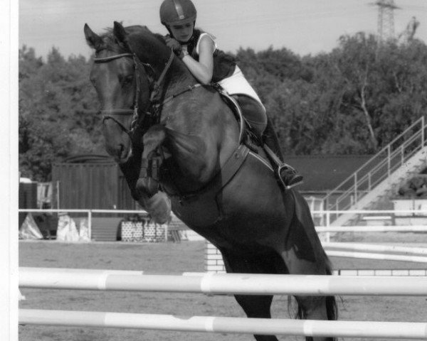 horse Blue Fire Lady H.N. (Hessian Warmblood, 1995, from Lone Star)