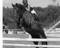 horse Blue Fire Lady H.N. (Hessian Warmblood, 1995, from Lone Star)