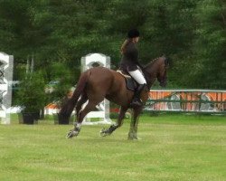 Pferd Fox Forth Fiona (Hessisches Warmblut, 2000, von Furioso's Sohn)