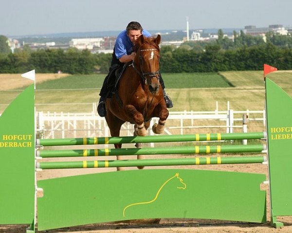 Pferd Priamos H.N. (KWPN (Niederländisches Warmblut), 1986, von Notaris)