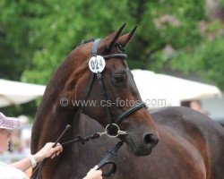 broodmare Cascaya 44 (Trakehner, 1999, from Münchhausen)