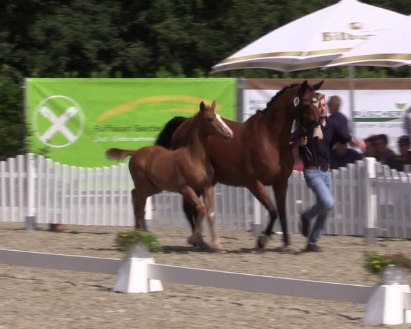 Fohlenpräsentation Greven 2022
