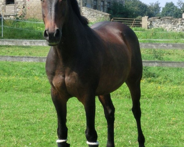 stallion Wertschatz (Hanoverian, 1983, from Werther)