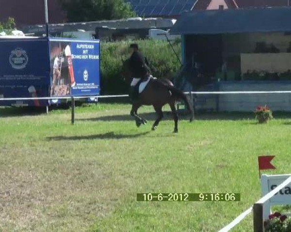 broodmare Quidams Krone (Oldenburg, 2004, from Quidam's Rubin)