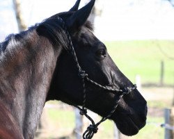 Pferd Coulio G (Holsteiner, 1997, von Coriander)