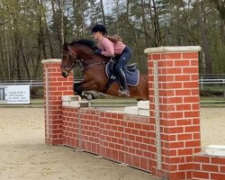 Springpferd Abraxas 148 (Deutsches Reitpony, 2016, von Amarillys Sensation D)