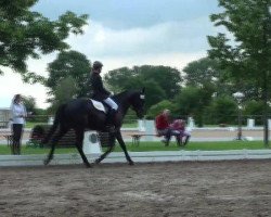 dressage horse Duncan 75 (Oldenburg, 2007, from Damsey FRH)