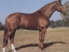 stallion Golfstrom I (Hanoverian, 1979, from Grenadier)