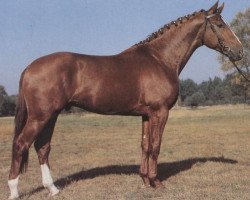 stallion Golfstrom I (Hanoverian, 1979, from Grenadier)