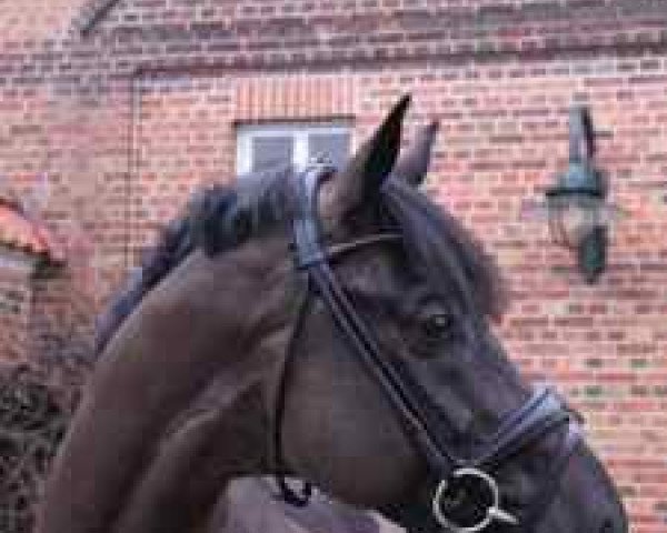 stallion Rubitano (Westphalian, 2004, from Rubin Royal OLD)