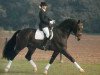stallion Renoir I (Westphalian, 1981, from Romadour II)