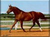 stallion Zippo Pine Bar (Quarter Horse, 1969, from Zippo Pat Bars)